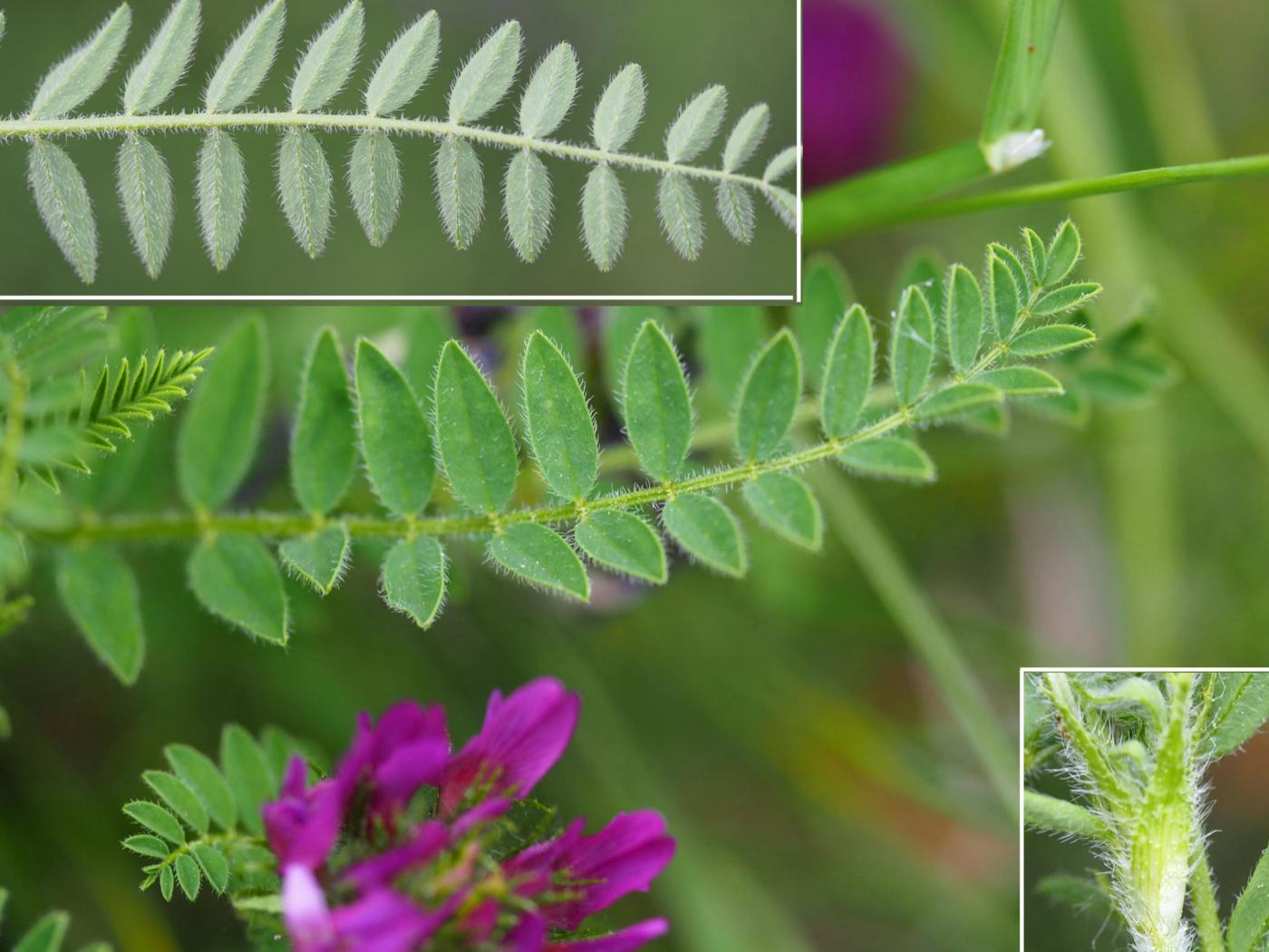 Milk-vetch, Purple leaf